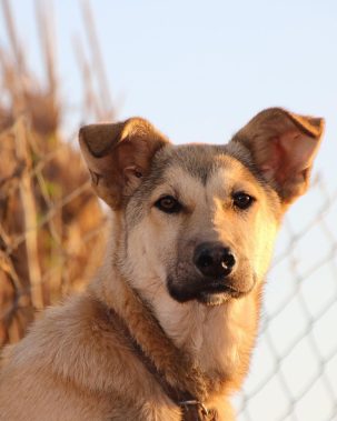 mhamediyoussef-dog-4449761_1280